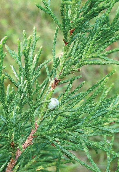 Eastern Red Cedar 1