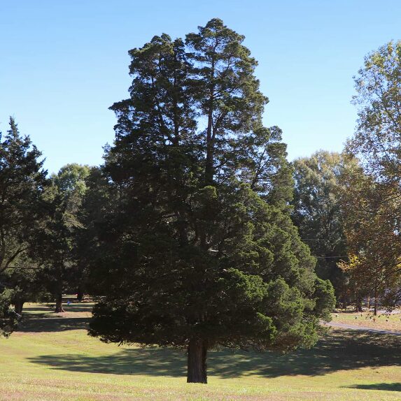 Eastern Red Cedar 2