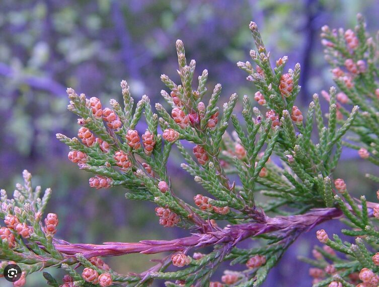 Eastern Red Cedar 3