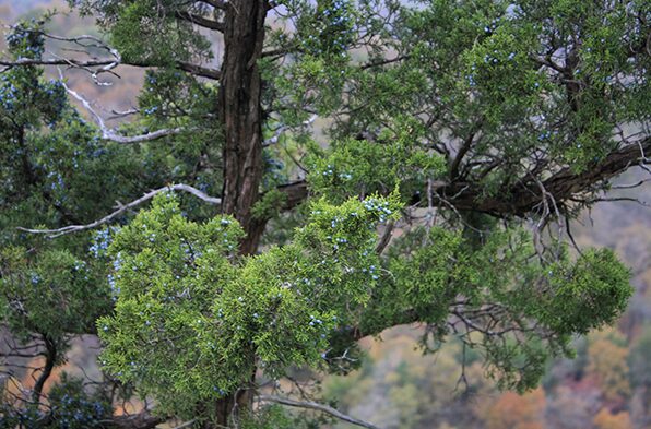 Eastern Red Cedar 5