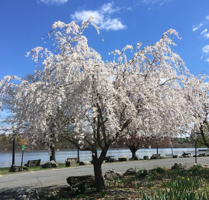 The Importance of Trees Matter